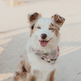 Load image into Gallery viewer, Tommy Bahama Pet - Bandana