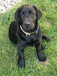 Load image into Gallery viewer, Up Country Plaid Dog Collar