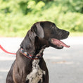 Load image into Gallery viewer, Pirate Dog Collar
