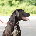 Load image into Gallery viewer, Up Country Pirate Cast Brass Dog Collar