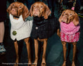 Load image into Gallery viewer, Manhattan Walking Coat
