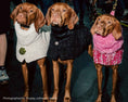 Load image into Gallery viewer, Bowsers Manhattan Dog Walking Coat in blue-lagoon