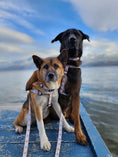 Load image into Gallery viewer, Up Country White Heart of Gold Dog Cast Brass Dog Harness