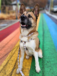 Load image into Gallery viewer, Up Country White Heart of Gold Dog Cast Brass Dog Harness