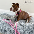 Load image into Gallery viewer, Rope Leash - Rainbow Reflective - Southlake Paws