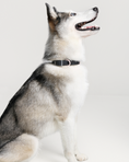 Load image into Gallery viewer, Wander! Waterproof Collar - Ballerina