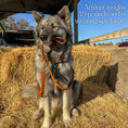 Load image into Gallery viewer, Waterproof Collar - Southlake Paws