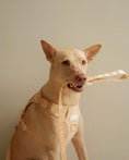 Load image into Gallery viewer, NO PULL ACTIVE PET HARNESS - APRICOT