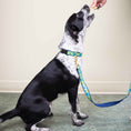 Load image into Gallery viewer, Up Country Whale Cast Brass Dog Collar