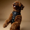 Load image into Gallery viewer, DOGISTRY The NoMad Adjustable Luxe Harness - Rockstar