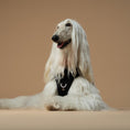 Load image into Gallery viewer, DOGISTRY The NoMad Adjustable Luxe Harness - Rockstar