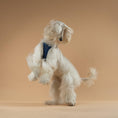 Load image into Gallery viewer, DOGISTRY The NoMad Adjustable Luxe Harness - Denim