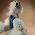 Load image into Gallery viewer, DOGISTRY The NoMad Adjustable Luxe Harness - Denim