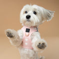Load image into Gallery viewer, DOGISTRY SoHo Dog Harness - Sweetheart