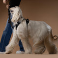 Load image into Gallery viewer, DOGISTRY The NoMad Adjustable Luxe Harness - Rockstar