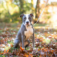 Load image into Gallery viewer, White Heart of Gold Dog Collar