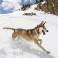 Load image into Gallery viewer, Ski and Surf Dog Collar
