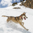 Load image into Gallery viewer, Up Country Ski and Surf Cast Brass Dog Collar