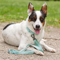 Load image into Gallery viewer, Wolfdoge Signature Collar - Southlake Paws