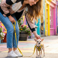 Load image into Gallery viewer, EcoBark Step In Dog Harness - XXXS to Small Breeds- Reflective Soft Mesh Harness for Teacup, Small Dogs and Puppies / Yellow Sport