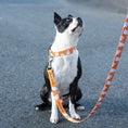 Load image into Gallery viewer, Up Country Youre My Boo Printed Made in USA Dog Leash