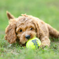 Load image into Gallery viewer, Air KONG Squeaker Tennis Balls for Dogs