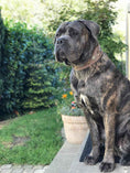 Load image into Gallery viewer, "Aztec" grey dog collar