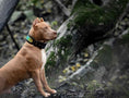 Load image into Gallery viewer, The ''D`Albertis'' collar