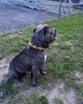 Load image into Gallery viewer, The ''Midas'' Collar Gold
