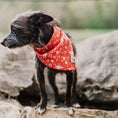 Load image into Gallery viewer, Big Tex Dog Bandana in Red x Studio Orch Collaboration Collection