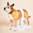 Load image into Gallery viewer, Black Washable Velvet Cat & Dog Collar