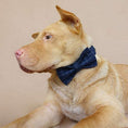 Load image into Gallery viewer, Classic Navy Check Bow Tie Dog Collar & Leash Set | Personalized Free - Southlake Paws