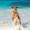 Load image into Gallery viewer, Body Glove Cooling Harness - Dog Harness