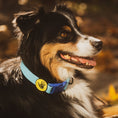 Load image into Gallery viewer, Body Glove Waterproof Dog Collar