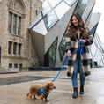 Load image into Gallery viewer, EcoBark Royal Blue Dog Leash- Padded Comfort Grip Leash - 4ft, 5ft, and 6ft Leash for Small and Medium Dogs