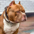 Load image into Gallery viewer, "Buffalo" collar
