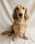 Load image into Gallery viewer, Buttercup Charm Pack