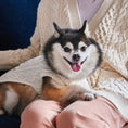 Load image into Gallery viewer, Nooee Pet Off White Wool Cable Sweater