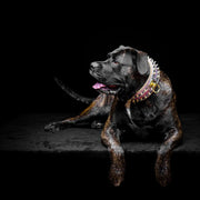 The Candy Dog Collar