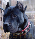Load image into Gallery viewer, The "Eros" collar 2.5 inch wide black & red