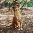 Load image into Gallery viewer, Daisy Yellow Bandana