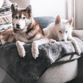 Load image into Gallery viewer, PupProtector™ Short Fur Waterproof Throw Blanket - Charcoal Grey