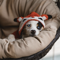 Load image into Gallery viewer, Foxy Hoodie Dog Sweater