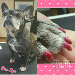 Polish Pen Bundle - Basics