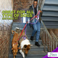 Load image into Gallery viewer, Dog Harness Walking kit and Leash Set