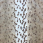 Blanket, Siberian Leopard