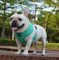 Load image into Gallery viewer, EcoBark Mint Turquoise Dog Harness - Over-the-Head Soft Mesh Vest Halter for Small to Medium Dogs