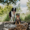 Load image into Gallery viewer, Falling Leaves Dog Bandana