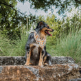 Load image into Gallery viewer, Falling Leaves Dog Bandana