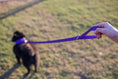Load image into Gallery viewer, EcoBark Purple Dog Leash- Padded Comfort Grip Leash Dog Pattern - 4ft, 5ft, and 6ft for XS, Small, and Medium Dogs